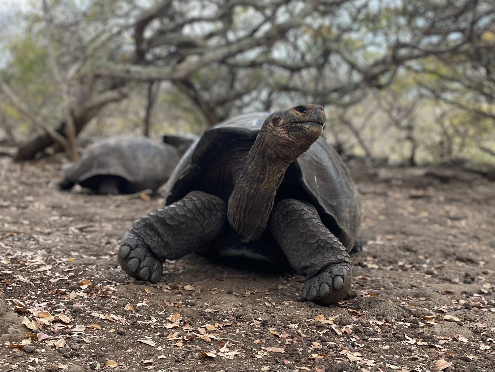 Galápagos