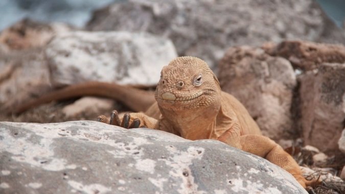 Isla Santa Fé, Galápagos