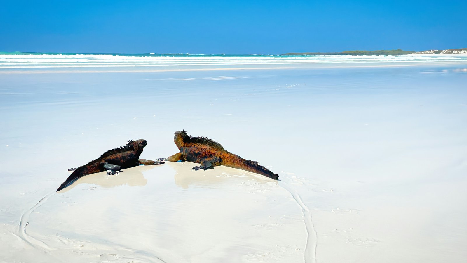 Galápagos