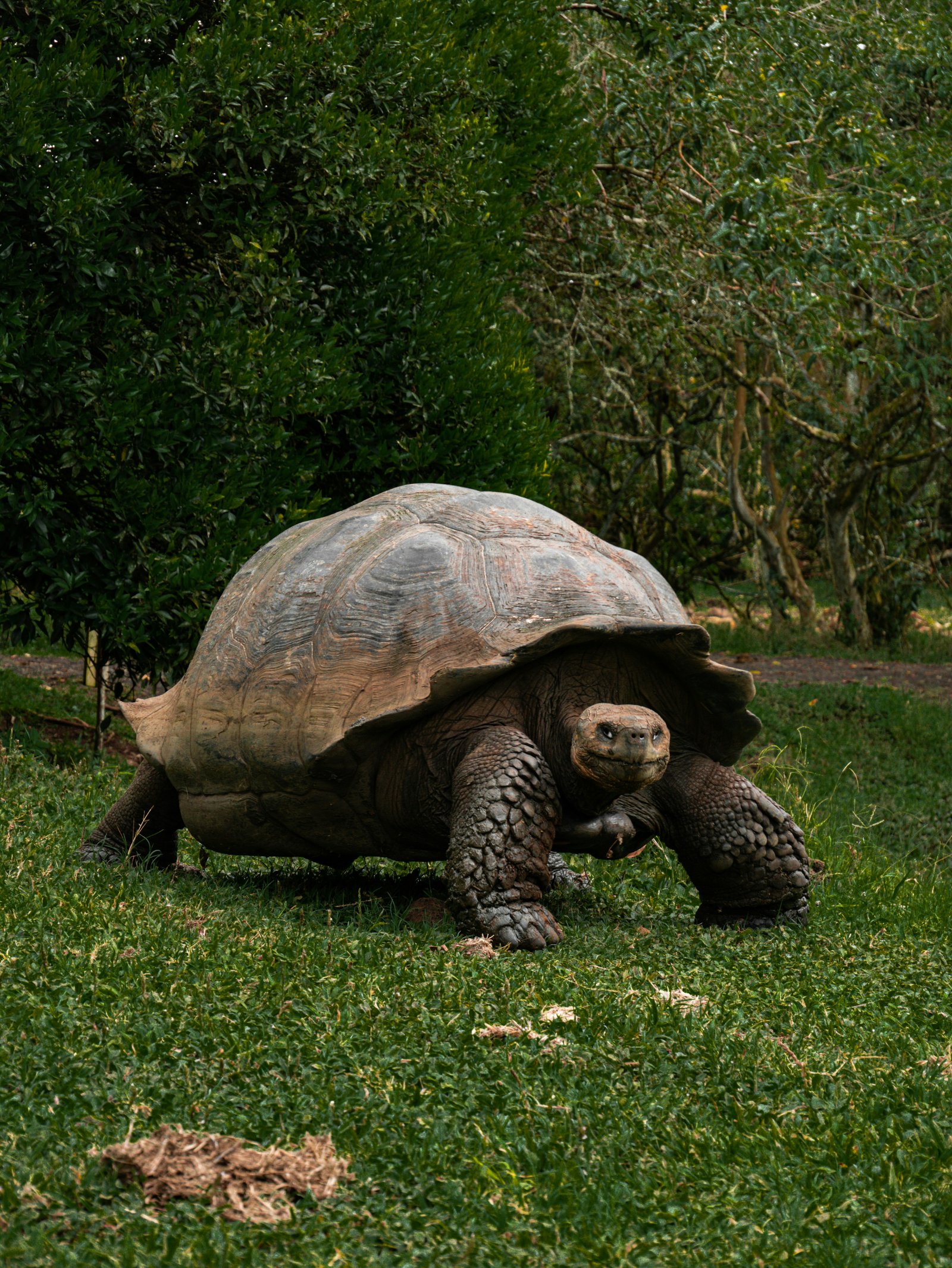 Tortuga gigante de Galápagos