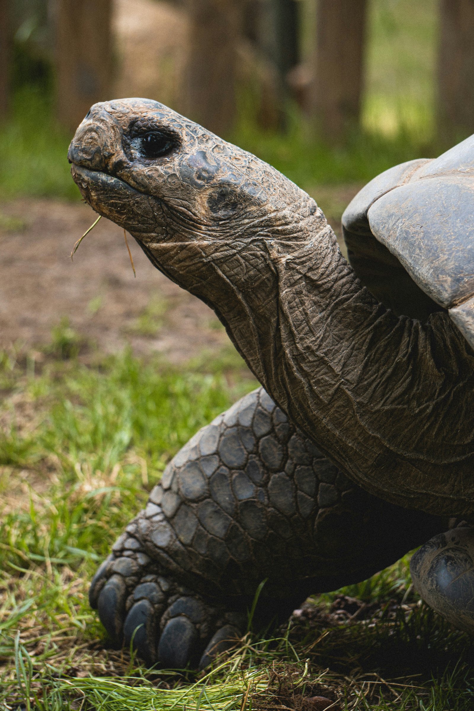 Tortuga gigante de Galápagos