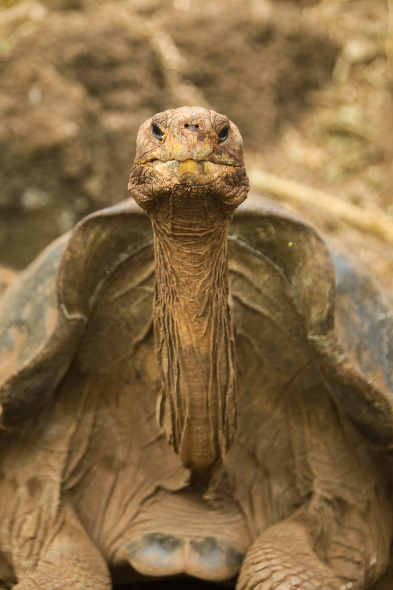 Tortuga gigante de Galápagos