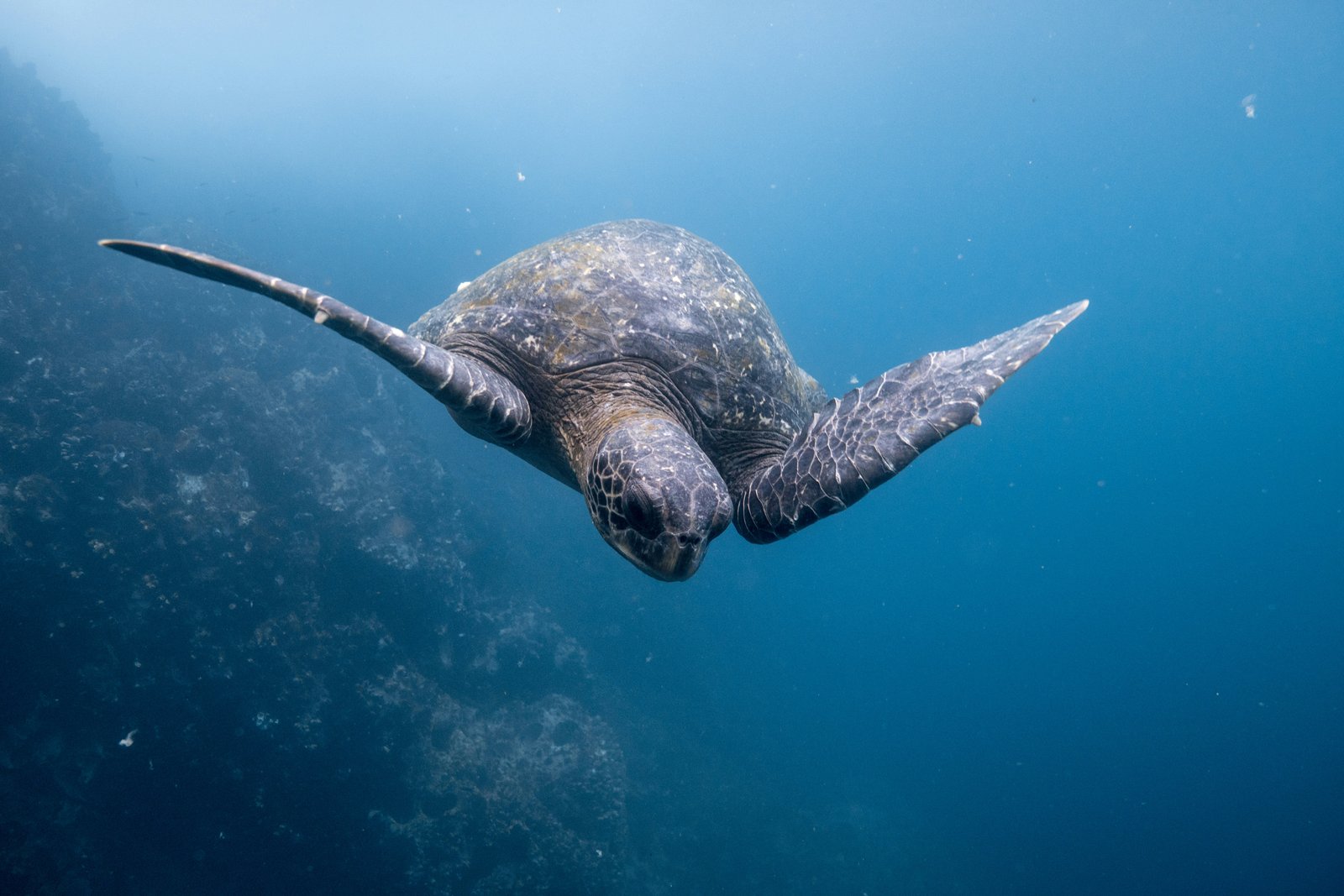 Tortuga Bay, Galápagos